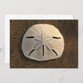 サンドドルシェルビーチ招待状(カラー写真) 招待状 (正面/裏面)