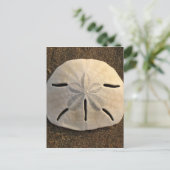 サンドドルシーシェルビーチポストカード ポストカード (スタンド正面)