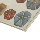 サンドドル宝石 カッティングボード (角)