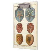 サンドドル宝石 クリップボード (左)