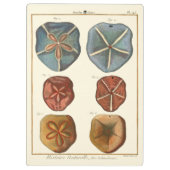 サンドドル宝石 クリップボード (裏面)