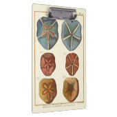 サンドドル宝石 クリップボード (右)