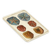 サンドドル宝石 マグネット (右側)