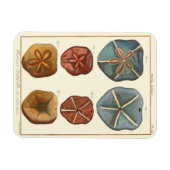 サンドドル宝石 マグネット (横)