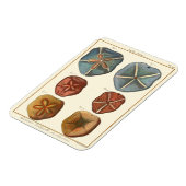 サンドドル宝石 マグネット (左側)