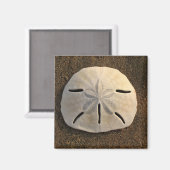 サンドドル（カラー）マグネット マグネット (正面/裏面)