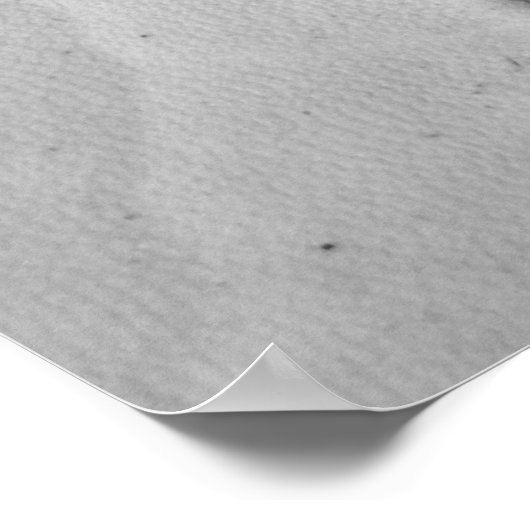 サンドドル ポスター (角)