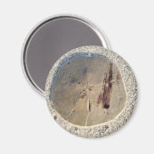 サンドドル マグネット (正面/裏面)