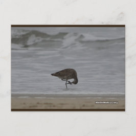 サンドパイパーの弓 | ブルービーチソング™はがき ポストカード