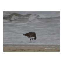 サンドパイパーの弓