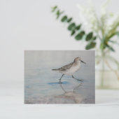サンドパイパーバードアートハガキ ポストカード (スタンド正面)