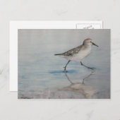サンドパイパーバードアートハガキ ポストカード (正面/裏面)