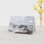 サンドパイパー自然写真 カード (黄色い花)