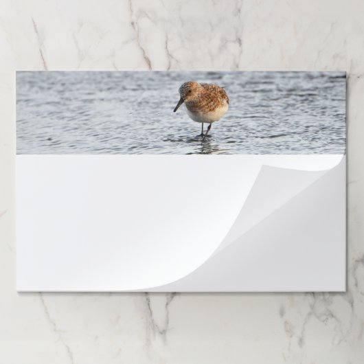 サンドパイパー鳥の写真文房具の大きなノートパッド ペーパーパッド (折り畳み)