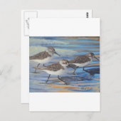 サンドパイパー ポストカード (正面/裏面)
