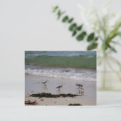 サンドパイパー ポストカード (スタンド正面)