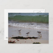 サンドパイパー ポストカード (正面/裏面)