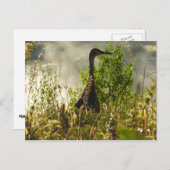 サンドヒルクレインアットムースポンズイングランドテトン ポストカード (正面/裏面)