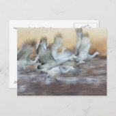 サンドヒルクレーンからリフト ポストカード (正面/裏面)