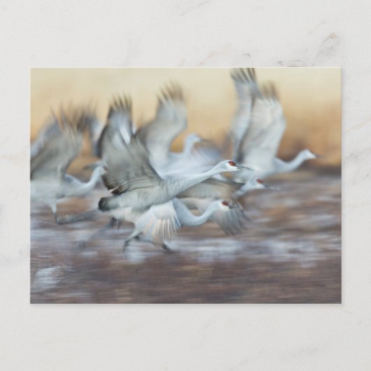 サンドヒルクレーンからリフト ポストカード (正面)