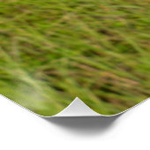 サンドヒルクレーンのサイドビュークローズアップ写真 ポスター (コーナー)