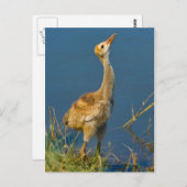 サンドヒルクレーンの幼鳥　ポストカード ポストカード (正面/裏面)