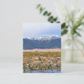 サンドヒルクレーン写真 ポストカード (スタンド正面)