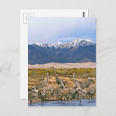 サンドヒルクレーン写真 ポストカード (正面/裏面)