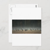 サンドヒルクレーン早朝の春霧 ポストカード (正面/裏面)