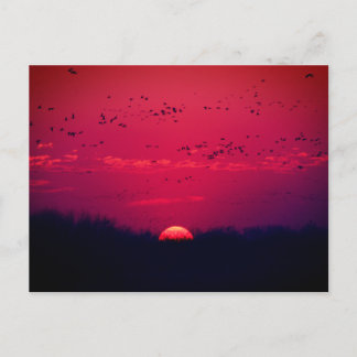 サンドヒルクレーン春移行はがき#3 2018 ポストカード