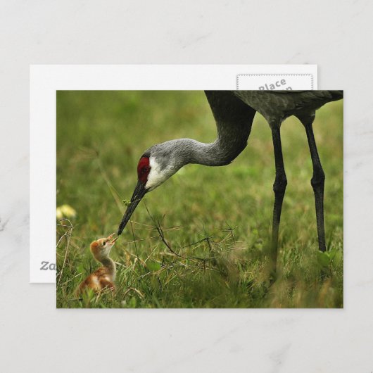 サンドヒルクレーン&ベビーはがき ポストカード (正面/裏面)