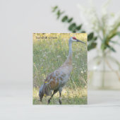 サンドヒルクレーン ポストカード (スタンド正面)