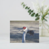 サンドヒルクレーン ポストカード (スタンド正面)