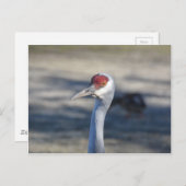 サンドヒルクレーン ポストカード (正面/裏面)