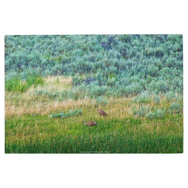 サンドヒルクレーン メタルプリント (正面)