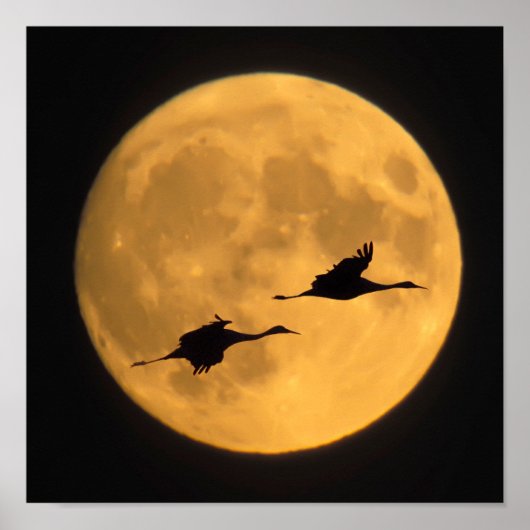 サンドヒルクレーン |国立野生生物保護区 ポスター (正面)