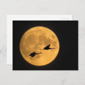 サンドヒルクレーン |国立野生生物保護区 ポストカード (正面/裏面)