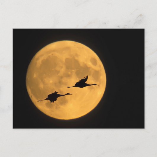 サンドヒルクレーン |国立野生生物保護区 ポストカード (正面)