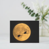 サンドヒルクレーン |国立野生生物保護区 ポストカード (スタンド正面)