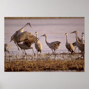 サンドヒルクレーンGrus canadensis)プラット ポスター