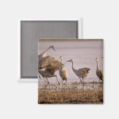 サンドヒルクレーンGrus canadensis)プラット マグネット (正面/裏面)