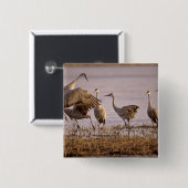 サンドヒルクレーンGrus canadensis)プラット 缶バッジ (正面&裏面)