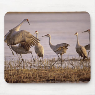 サンドヒルツルギヌス (Grus canadensis) プラット マウスパッド