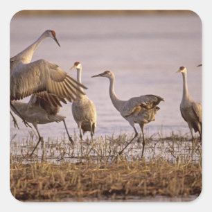 サンドヒルツルギ（Grus canadensis）プラット川 スクエアシール