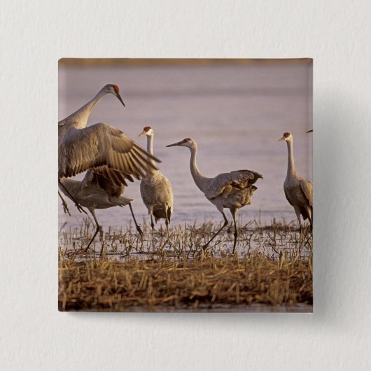 サンドヒルツル (Grus canadensis) プラット川 缶バッジ (正面)