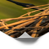 サンドヒル気にクレーンは彼らの若さに向けて» Wall Desco ポスター (角)