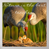 サンドヒル気にクレーンは彼らの若さに向けて» Wall Desco ポスター (正面)