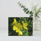 サンドロップPrimrose調整アイテム ポストカード (スタンド正面)