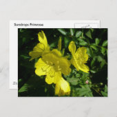 サンドロップPrimrose調整アイテム ポストカード (正面/裏面)