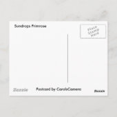 サンドロップPrimrose調整アイテム ポストカード (裏面)